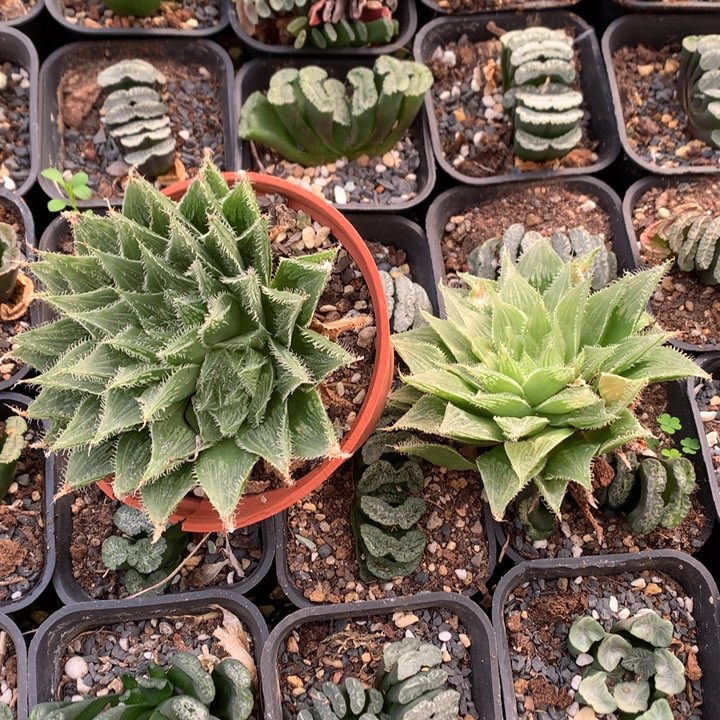 陈***君直播拍，带盆土发货了