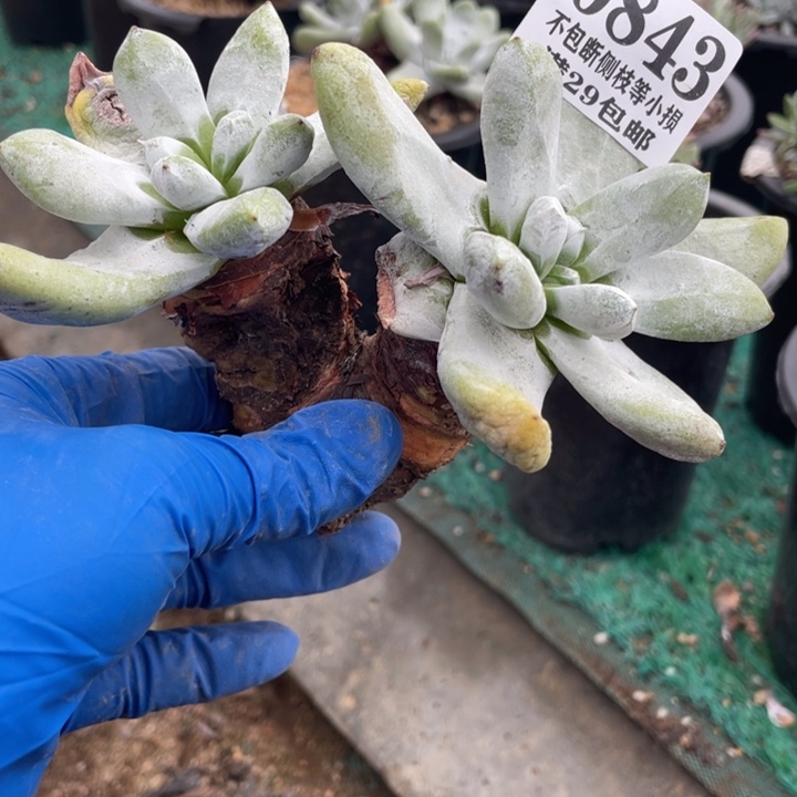 843号拇指多肉有干疤多肉