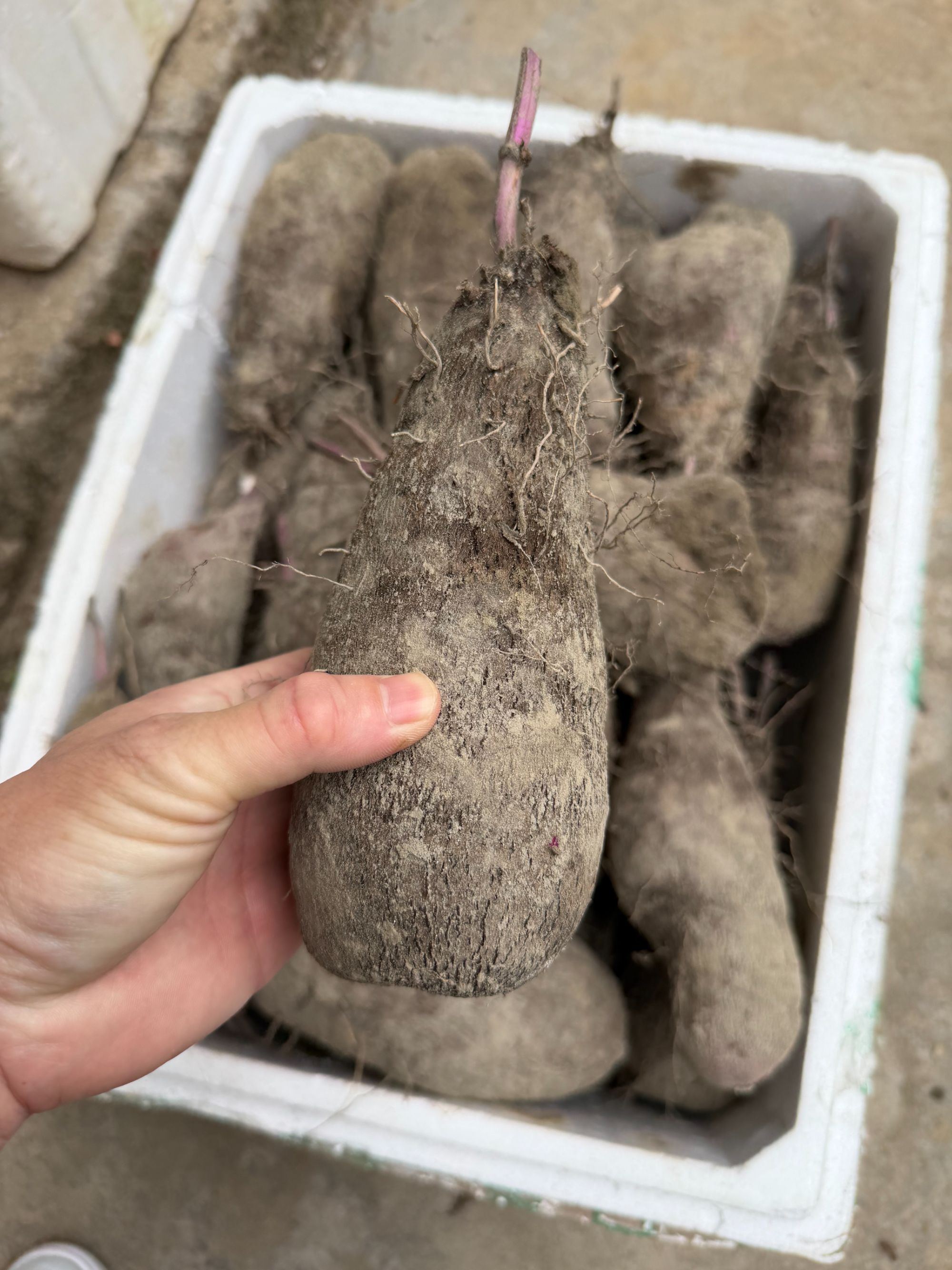 政和高山区新鲜现挖土山药大薯5斤装