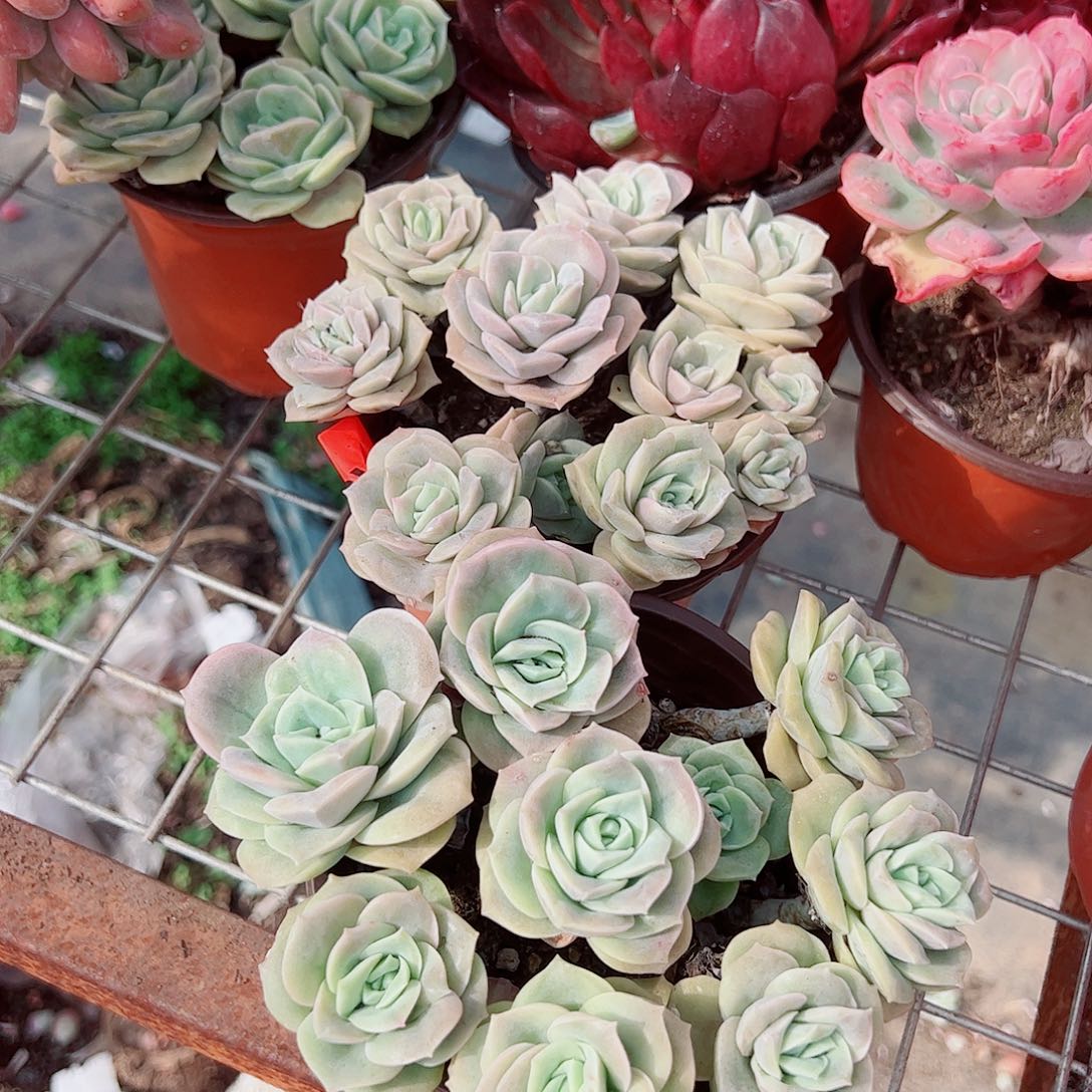 可爱玫瑰散装带盆土十头起发二盆