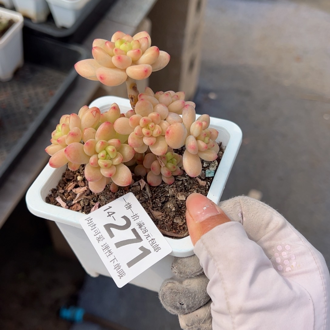 香格里拉多肉多肉多肉多肉