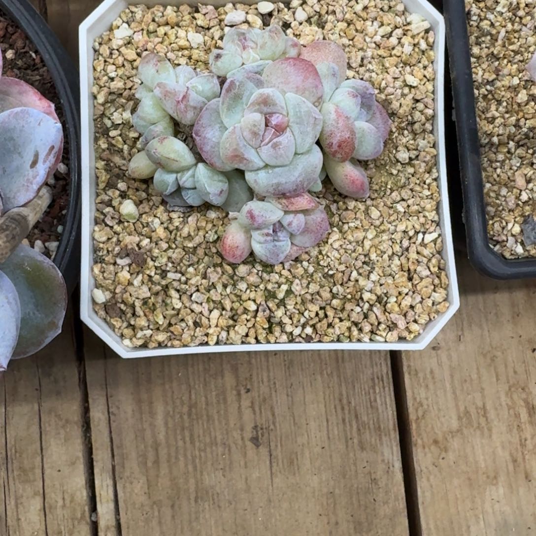 你***毛一物一拍不退不换