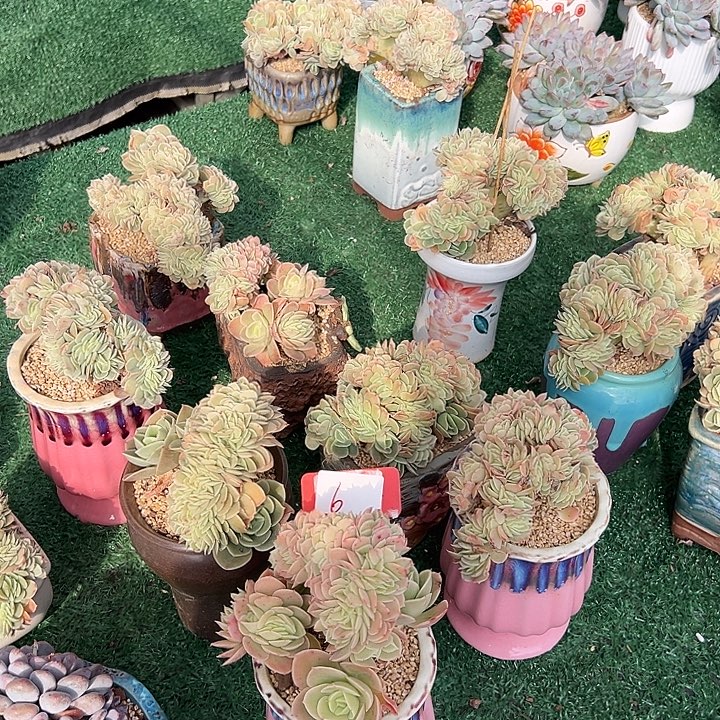 6星娜塔醉一个脱土