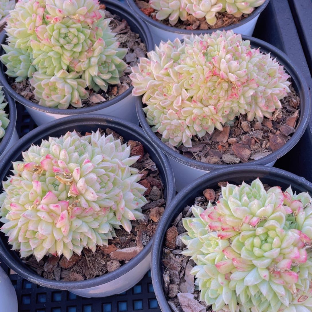 量拍36号多头绿宝石麦秆群一个