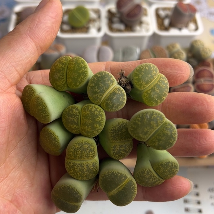 25703绿紫熏10开播福利