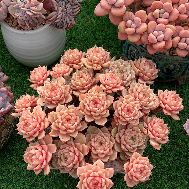 苯巴1111111111111122222