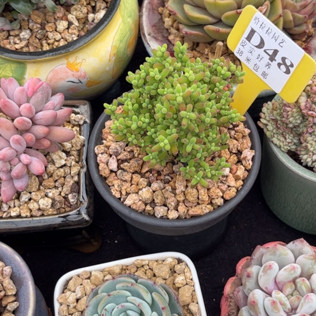 兮*多肉植物1111