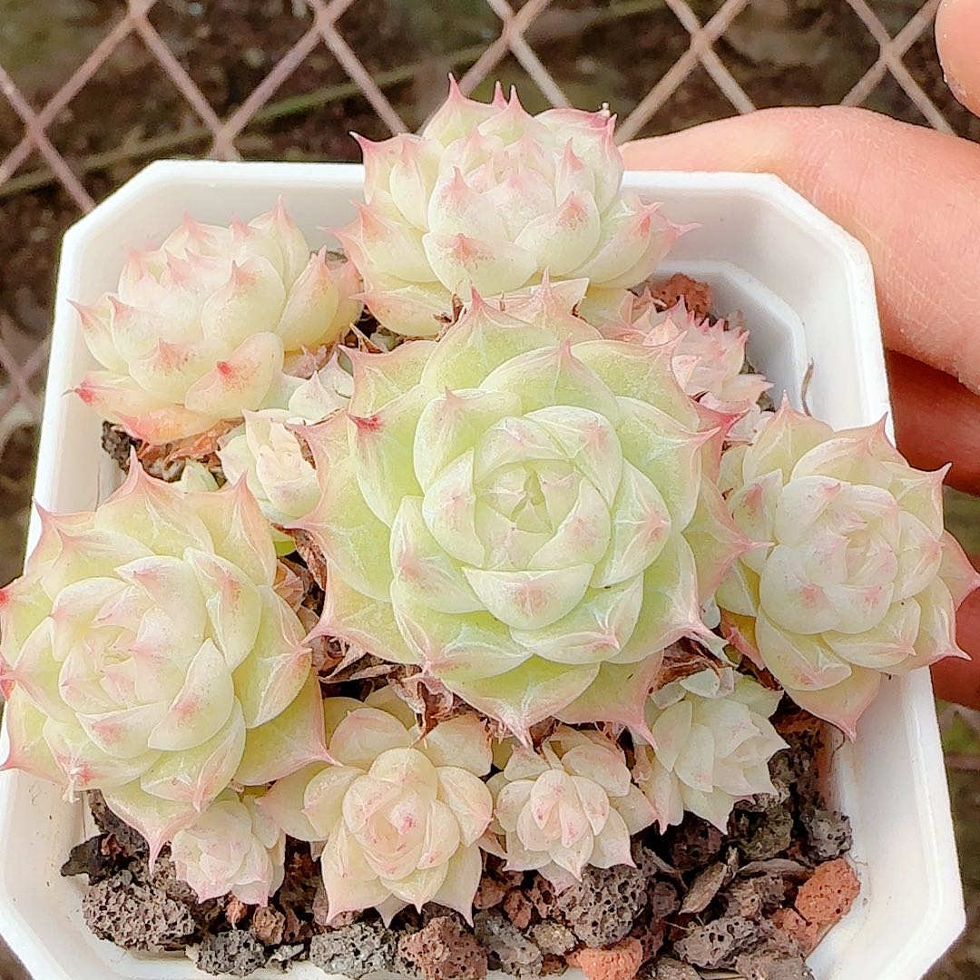 1207-115（m1-196-1）