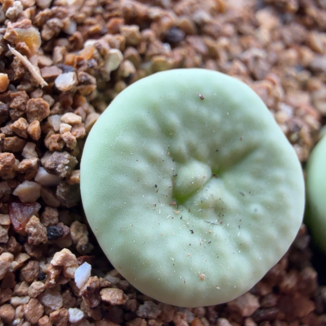 4.17.18/新头/哈莫红嘴