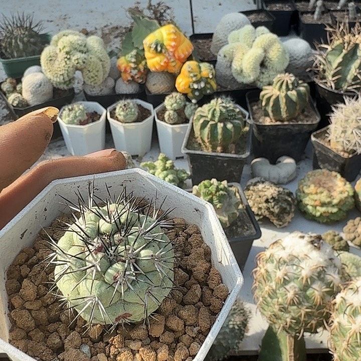 ****帝王丸子仙人球开花