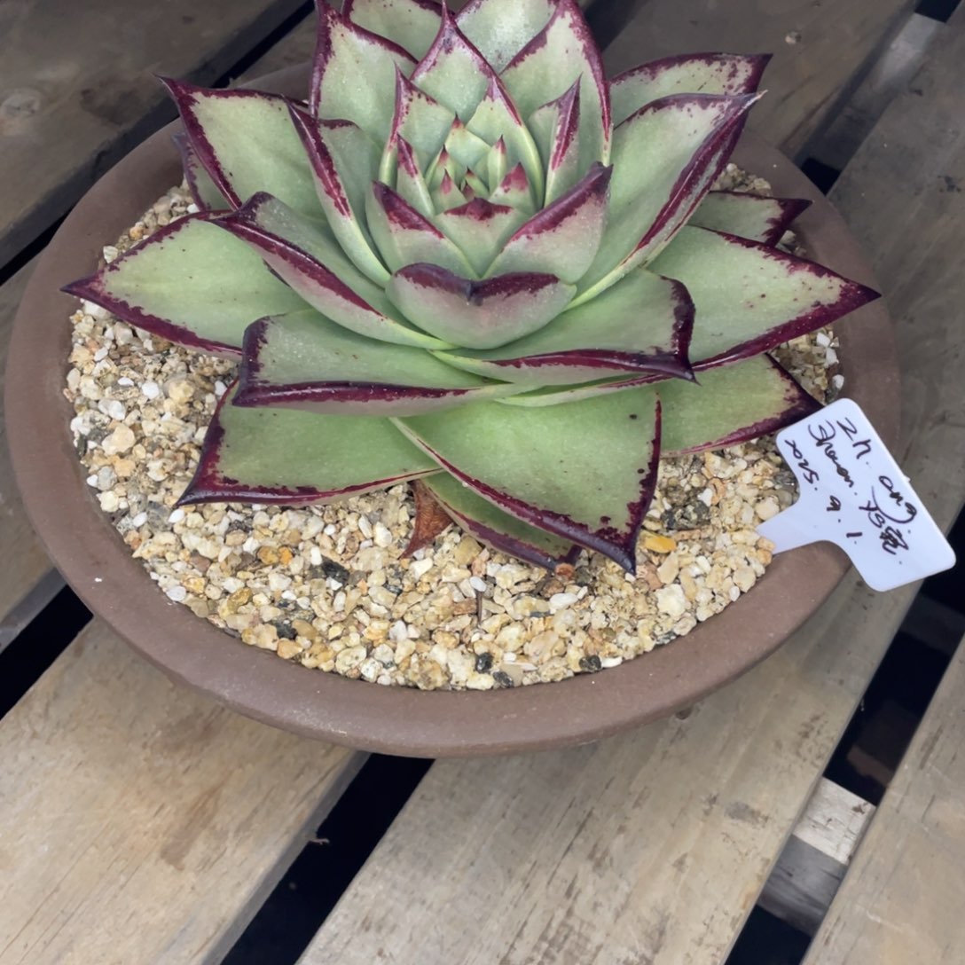 Z***g多肉植物，山人园艺