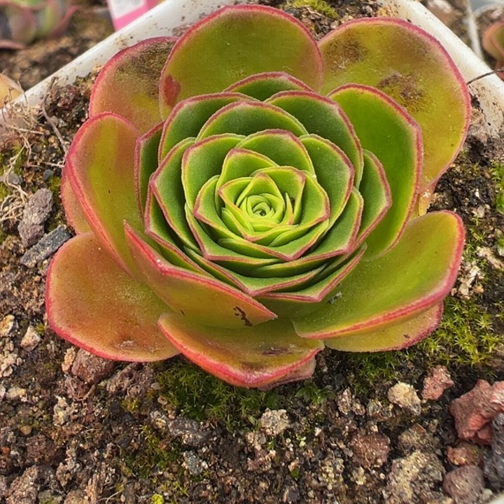 若初x各种 88折福利 t765