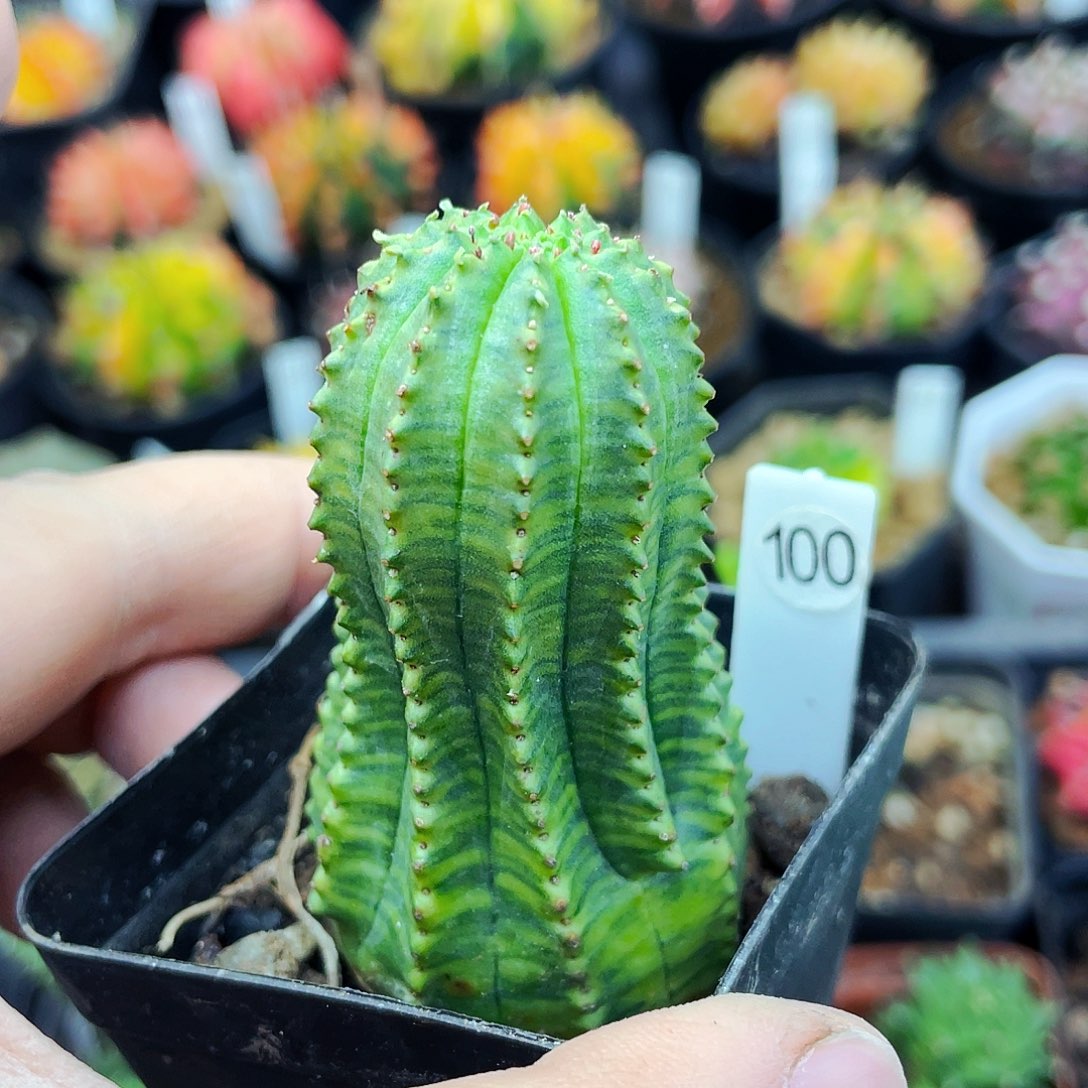 非偏远地区满25包邮仙人球裸根