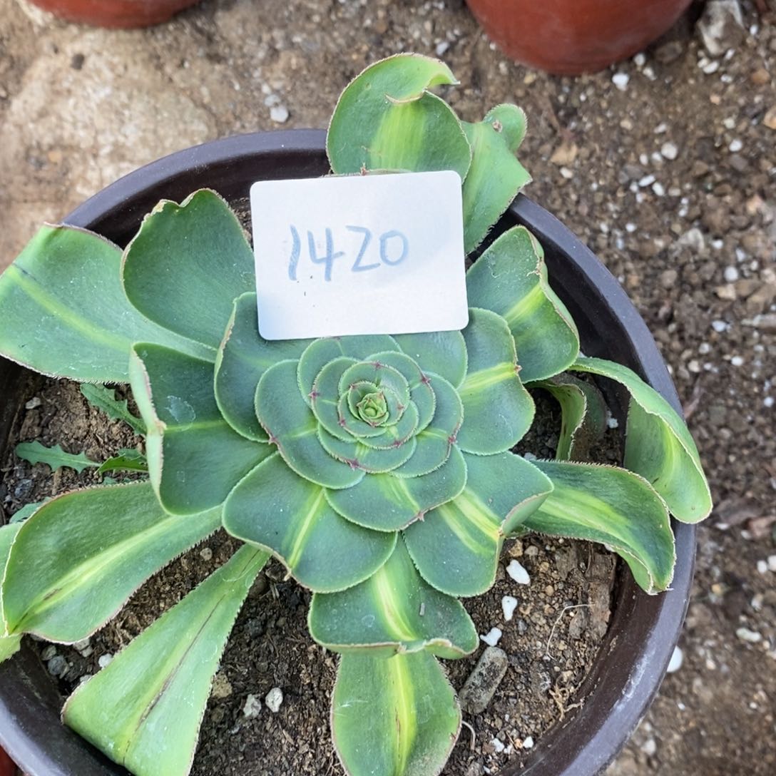 1420暴君多肉植物