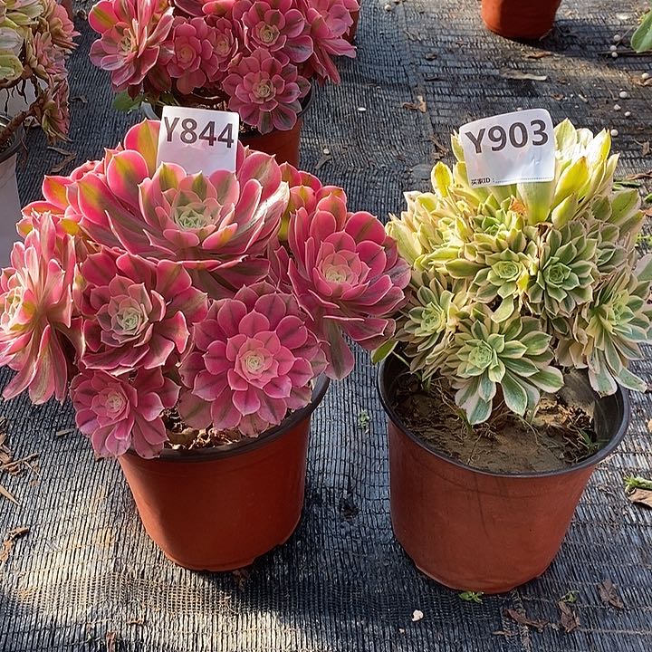 女巫艳宁844903。        