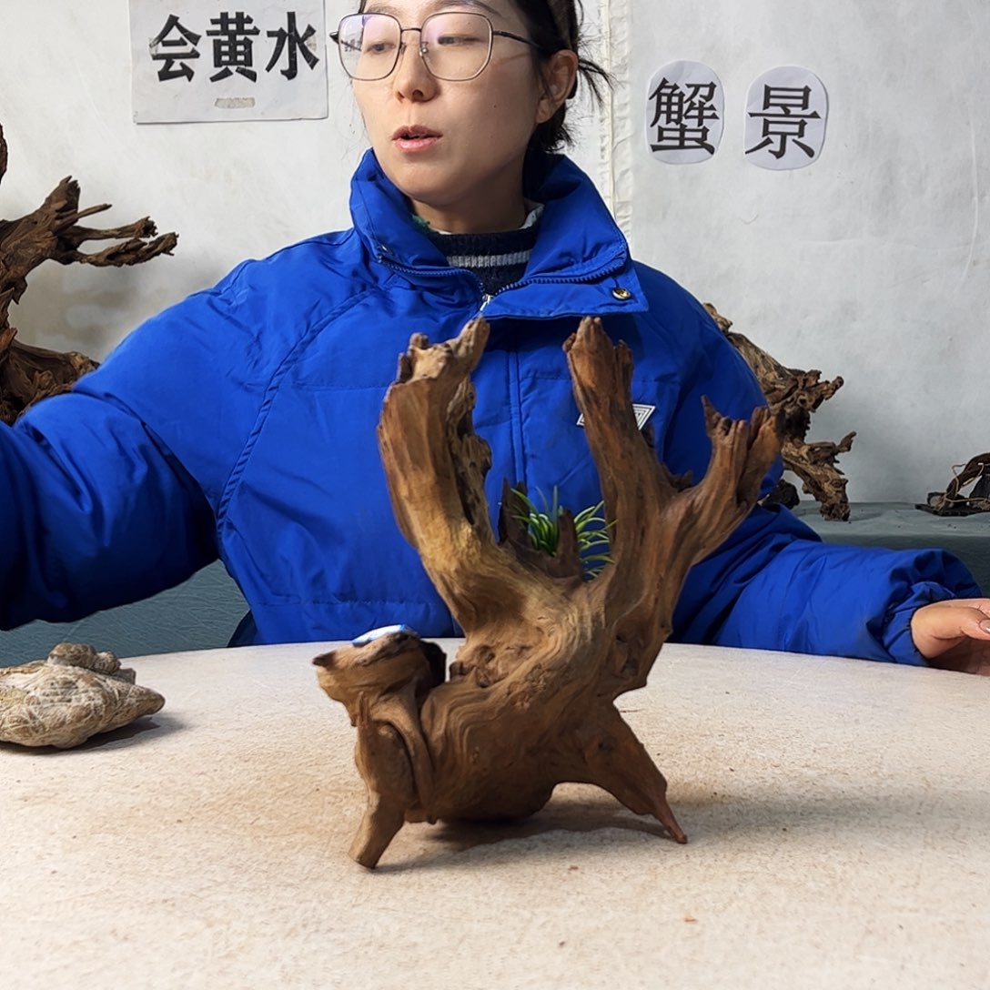 沉木鱼缸造景寄居蟹