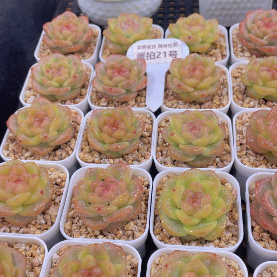 量拍21号 水晶珍妮琥珀单头一个