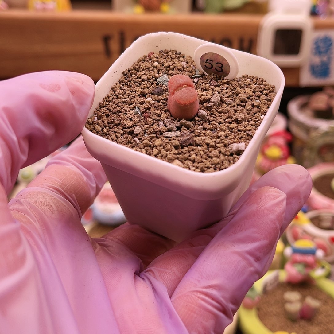 53号粉红色小胖子风玲