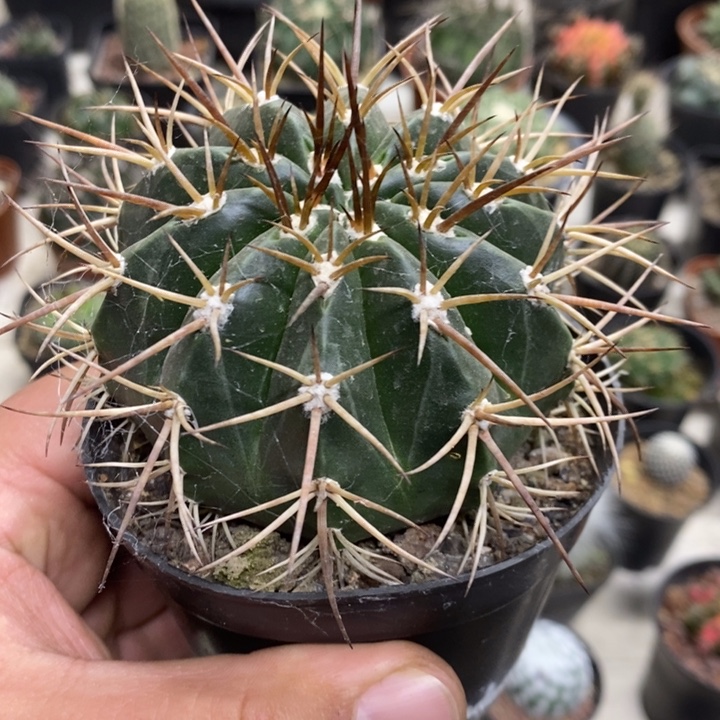 实生彩云特价福利