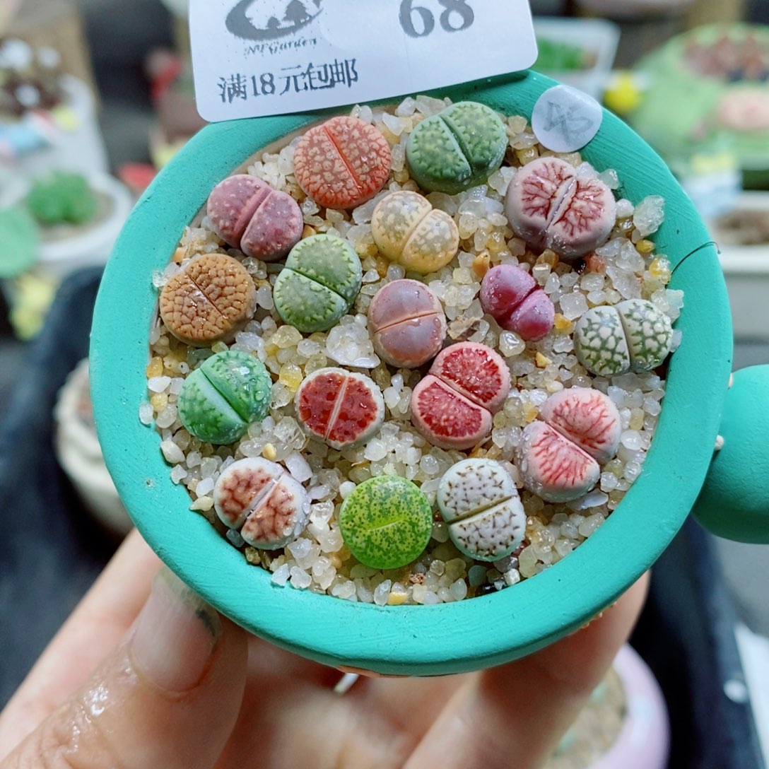 生石花花花花花花花花68