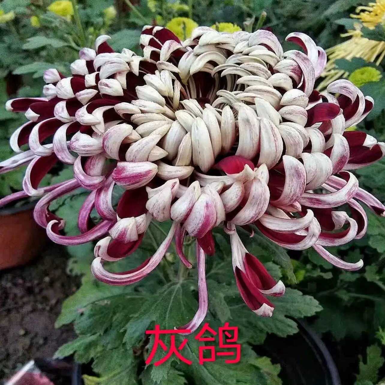 【灰鸽】稀有撞色品种菊大花（暂无花苞对版放心品种） 开花漂亮耐寒