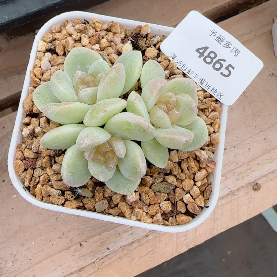玉清风，4865多肉植物