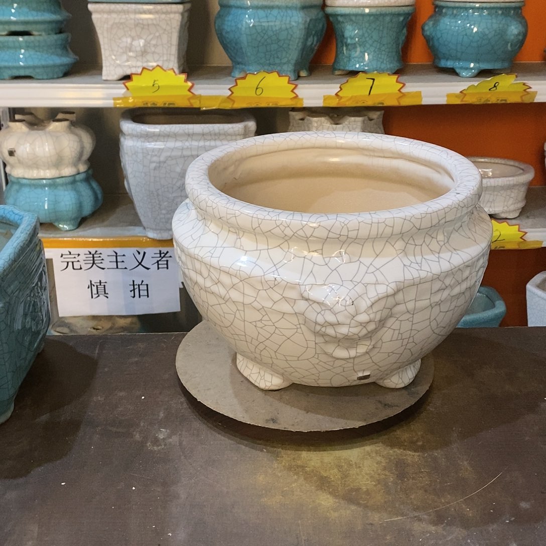 用****6花盆里的小猫咪