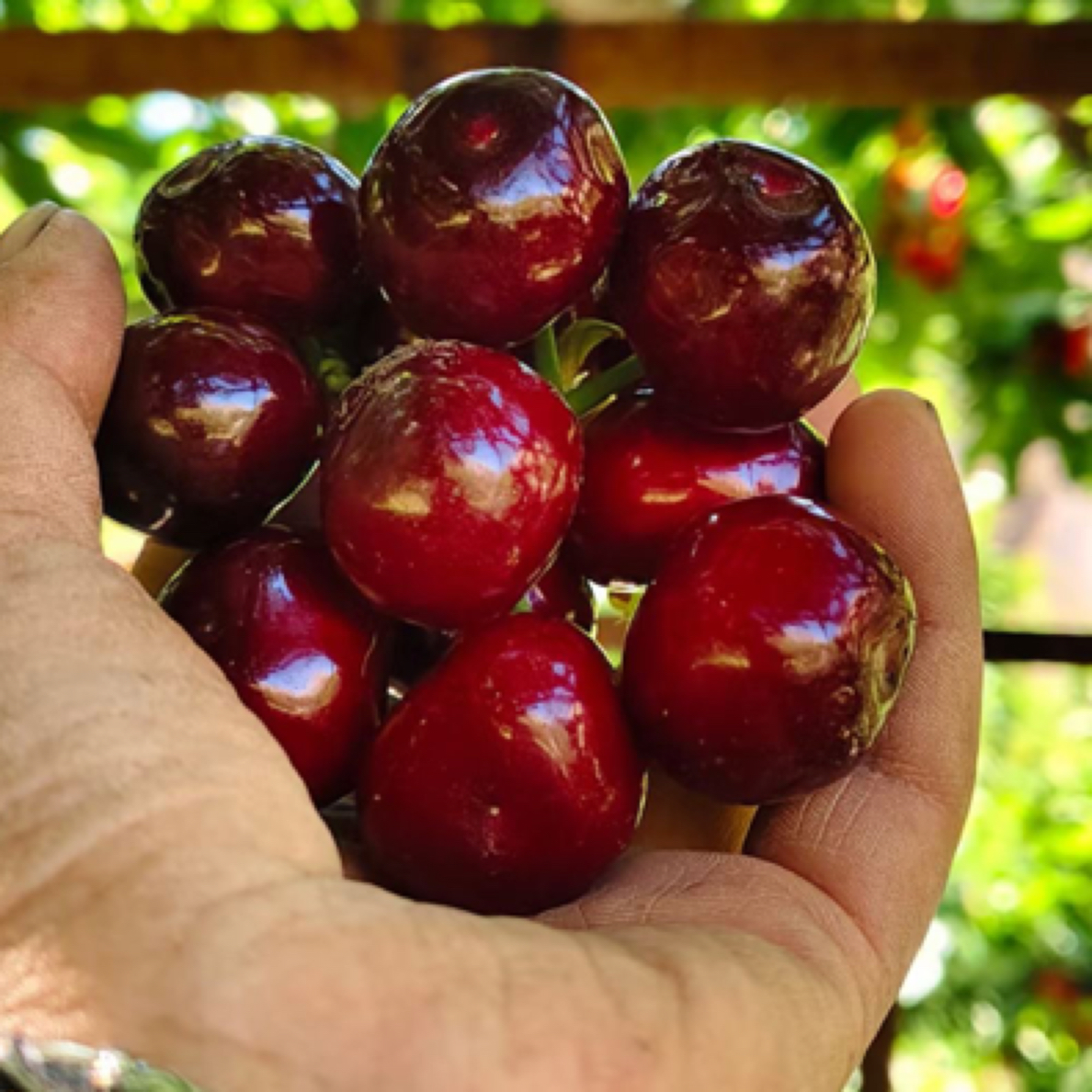 冰壶果园现摘现发3-5斤（特大果精选装）