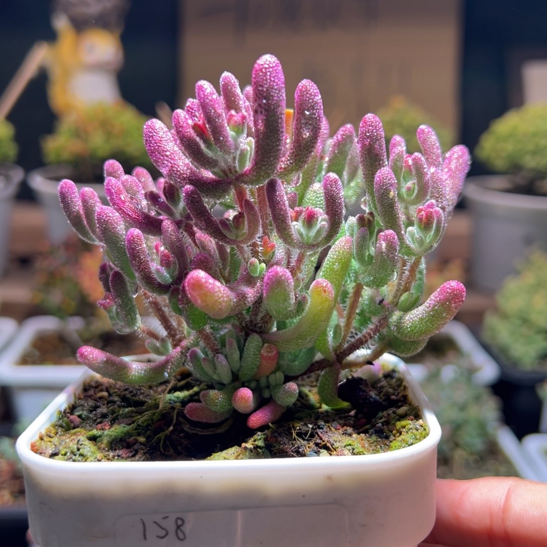 150紫闪光一物一拍包开箱