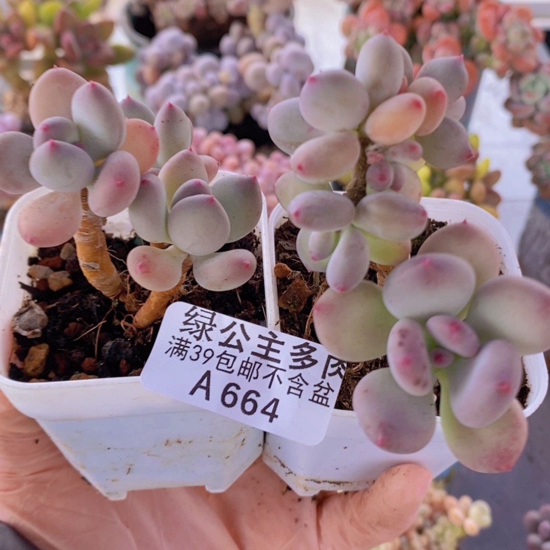 四代苹果奶2棵664多肉植物