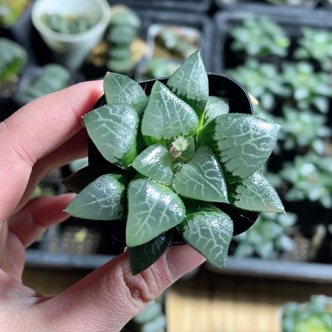 冰河寿玉露多肉植物