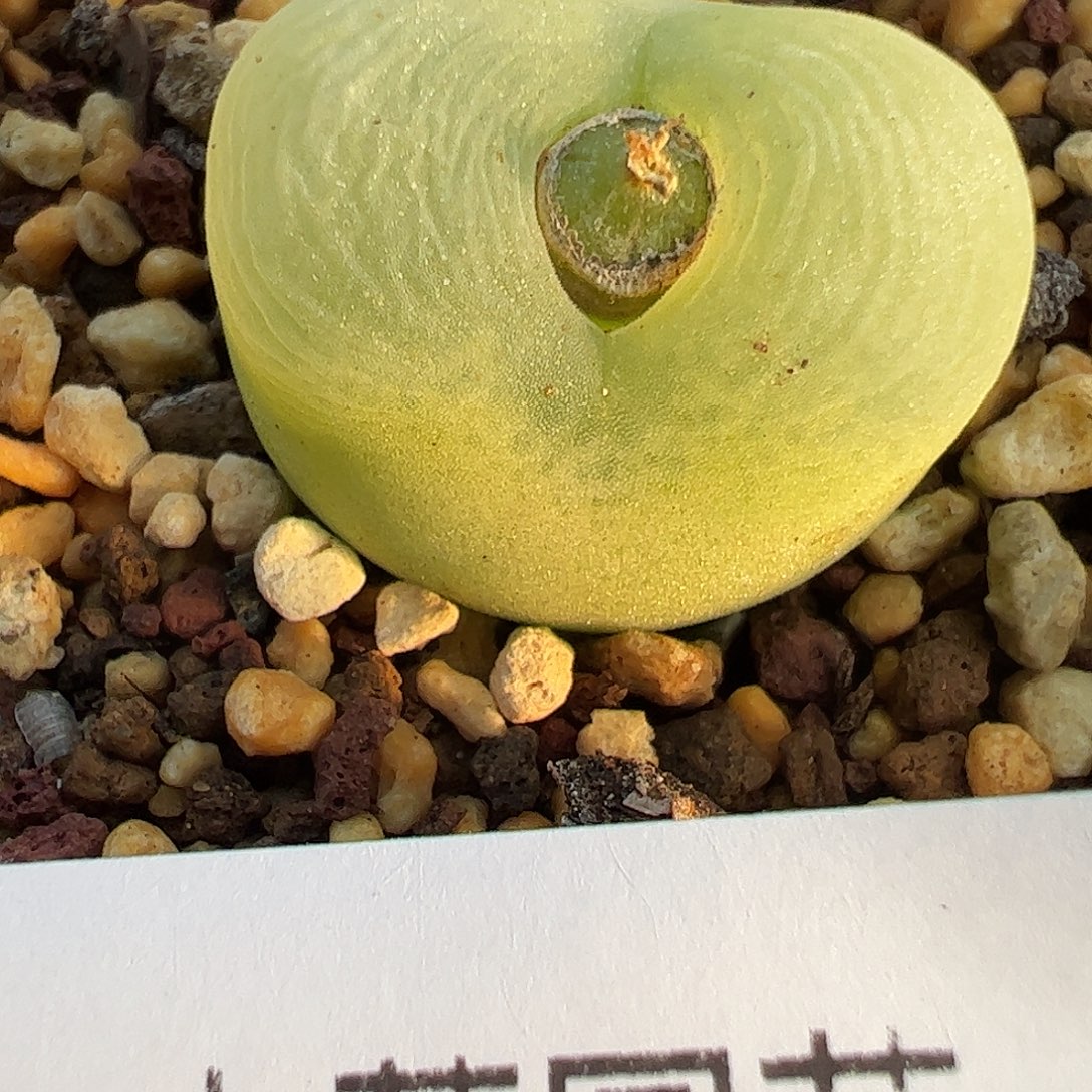 一物一拍冰风铃杂交脱土发。  505