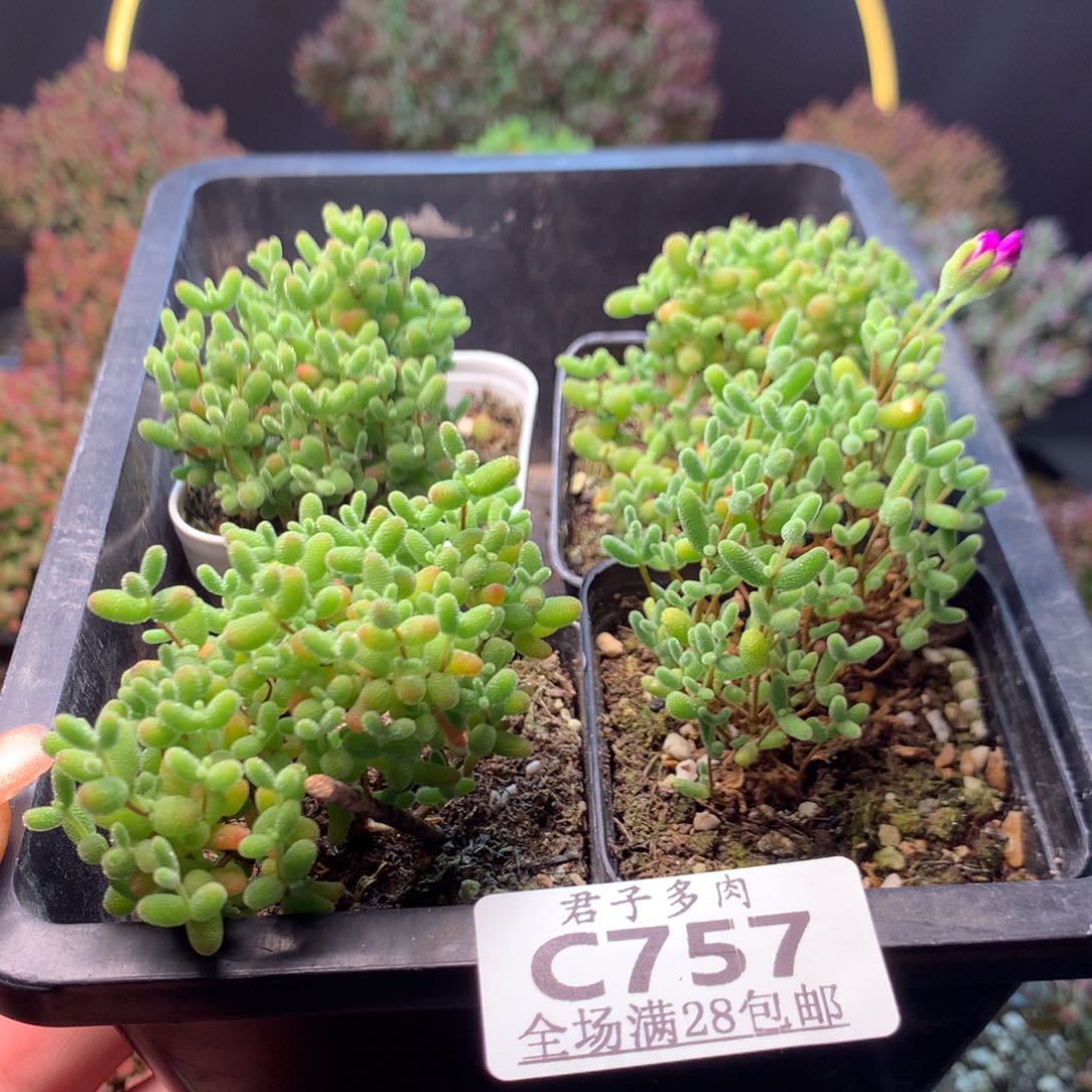 c757蜜橘枝干番杏