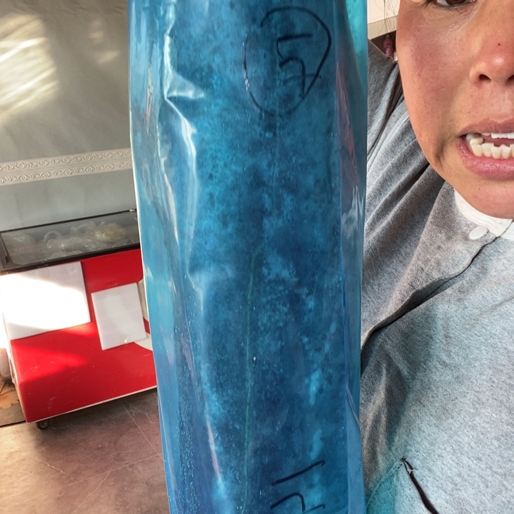 中国大陆渤海湾野生燕鲅鱼14号