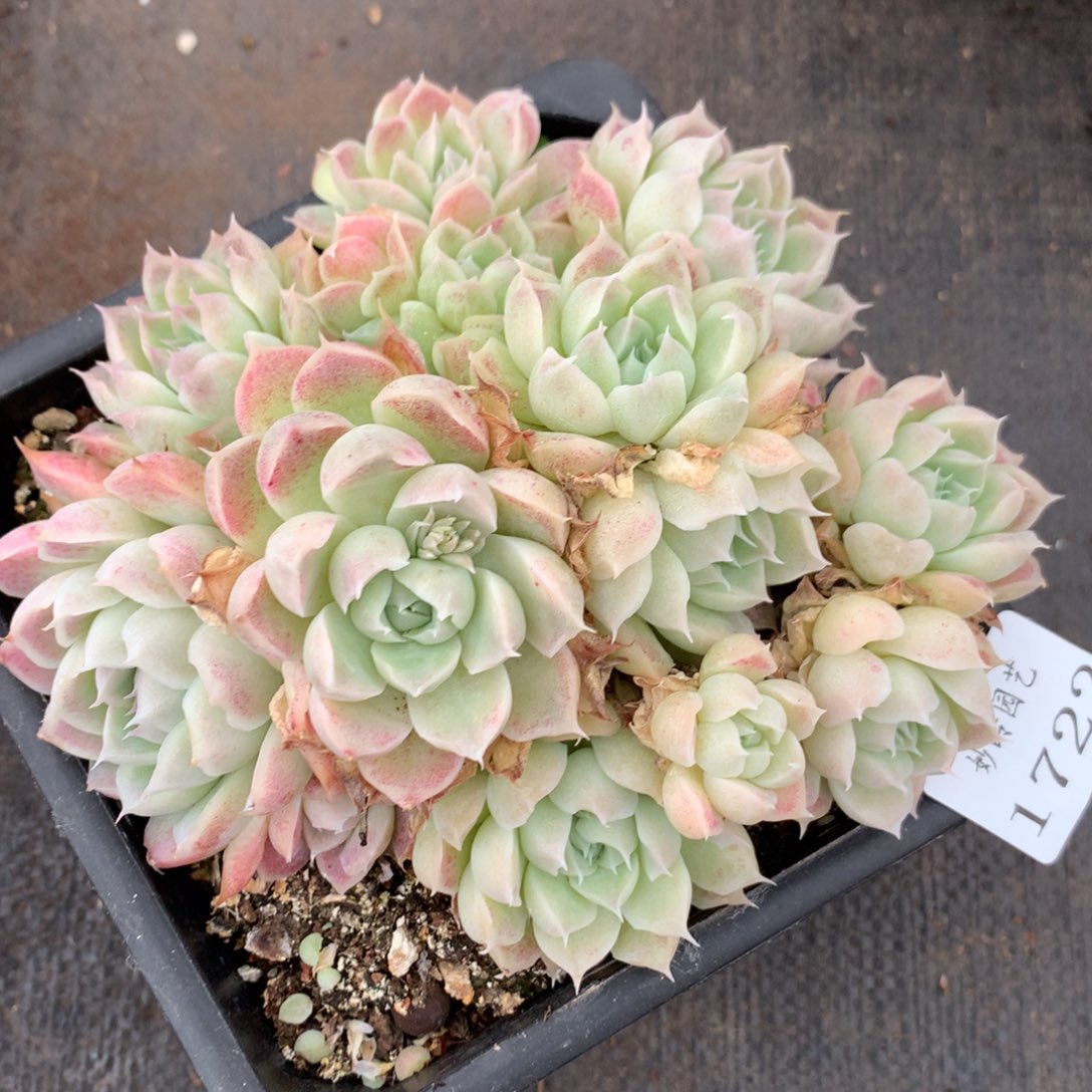 1722杂交精品基地14厘米