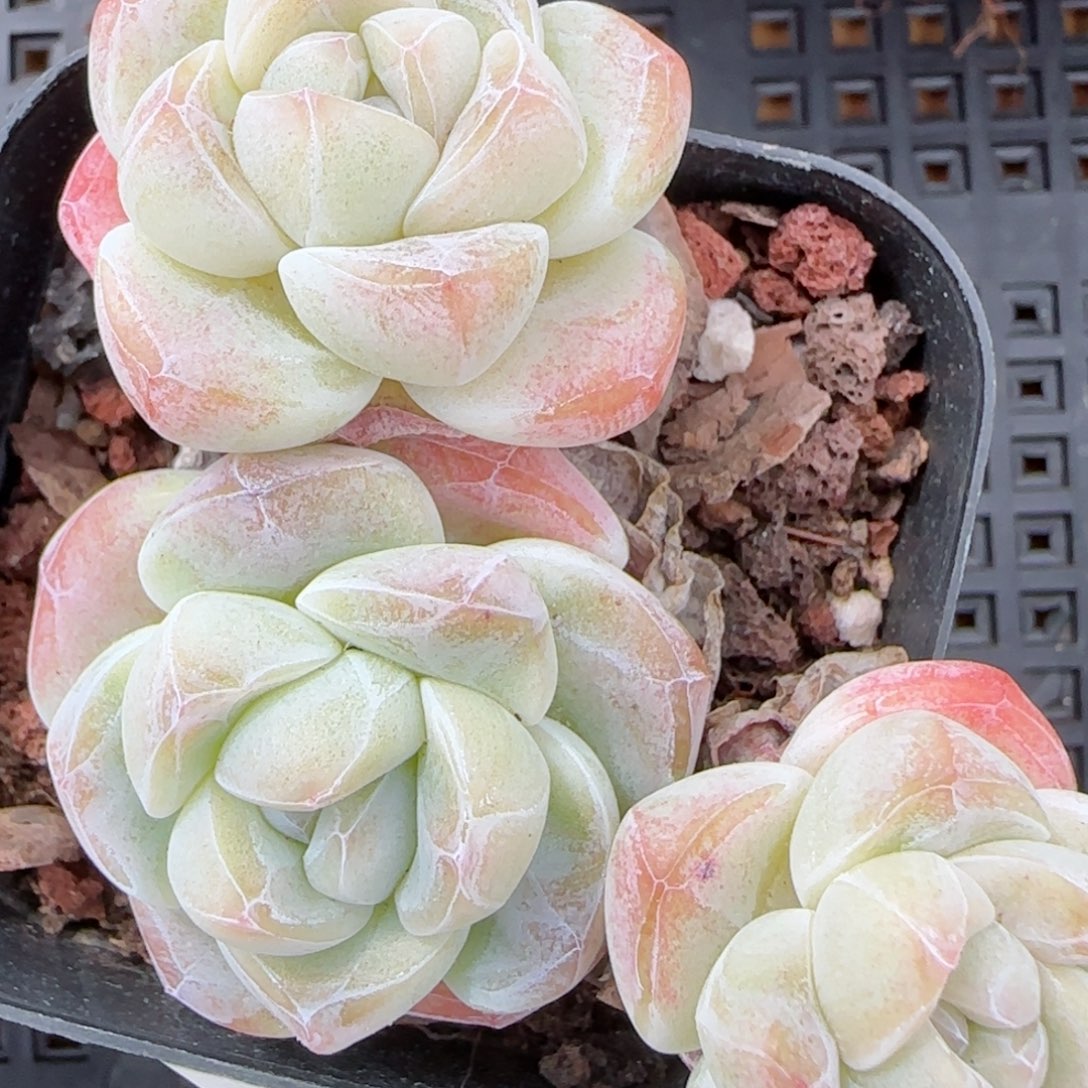 花语逸镜0215-159