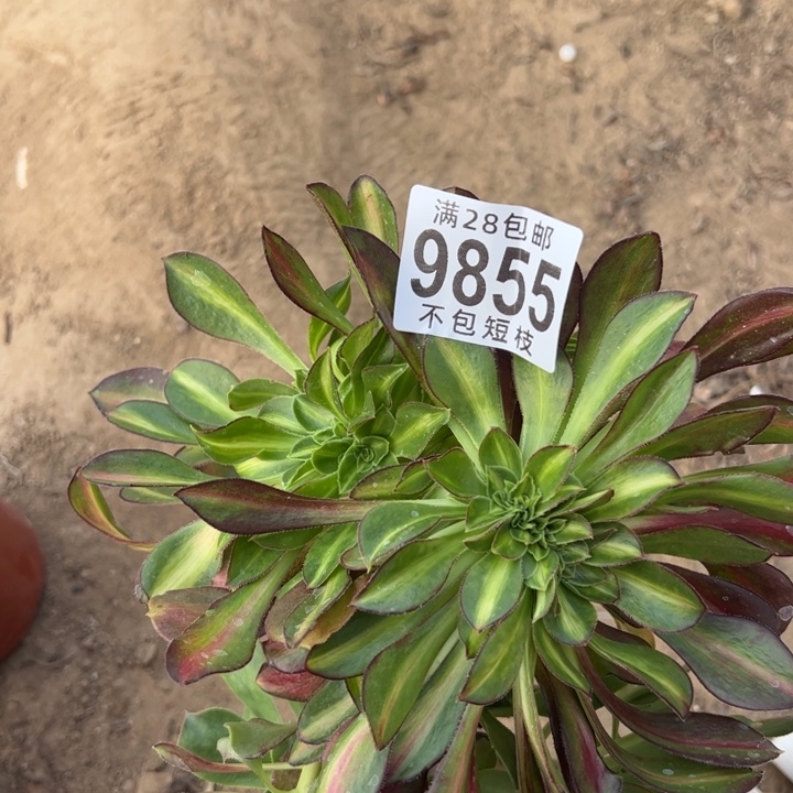 爱马仕中斑缀多肉植物无根9855