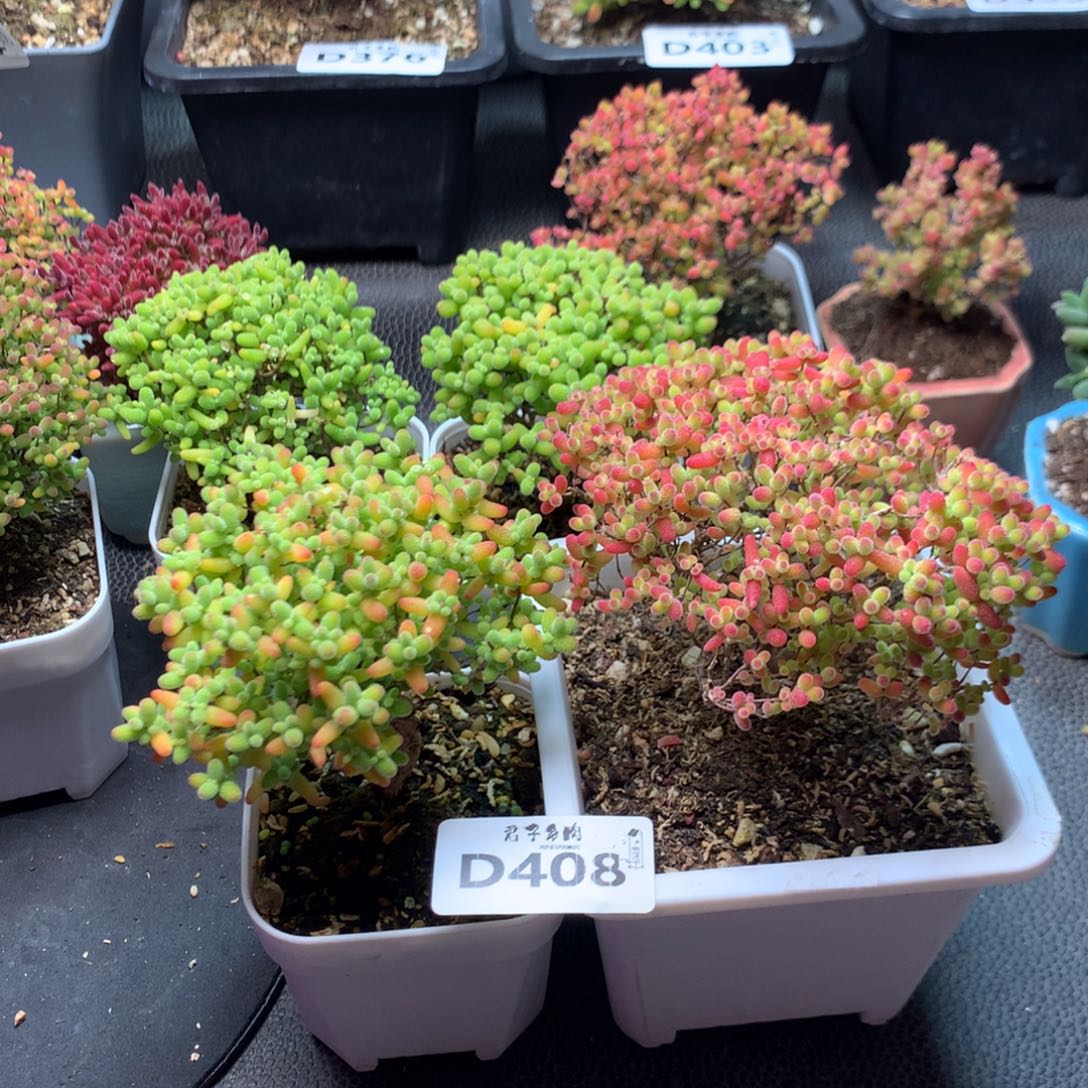 X***n408蜜橘两颗            