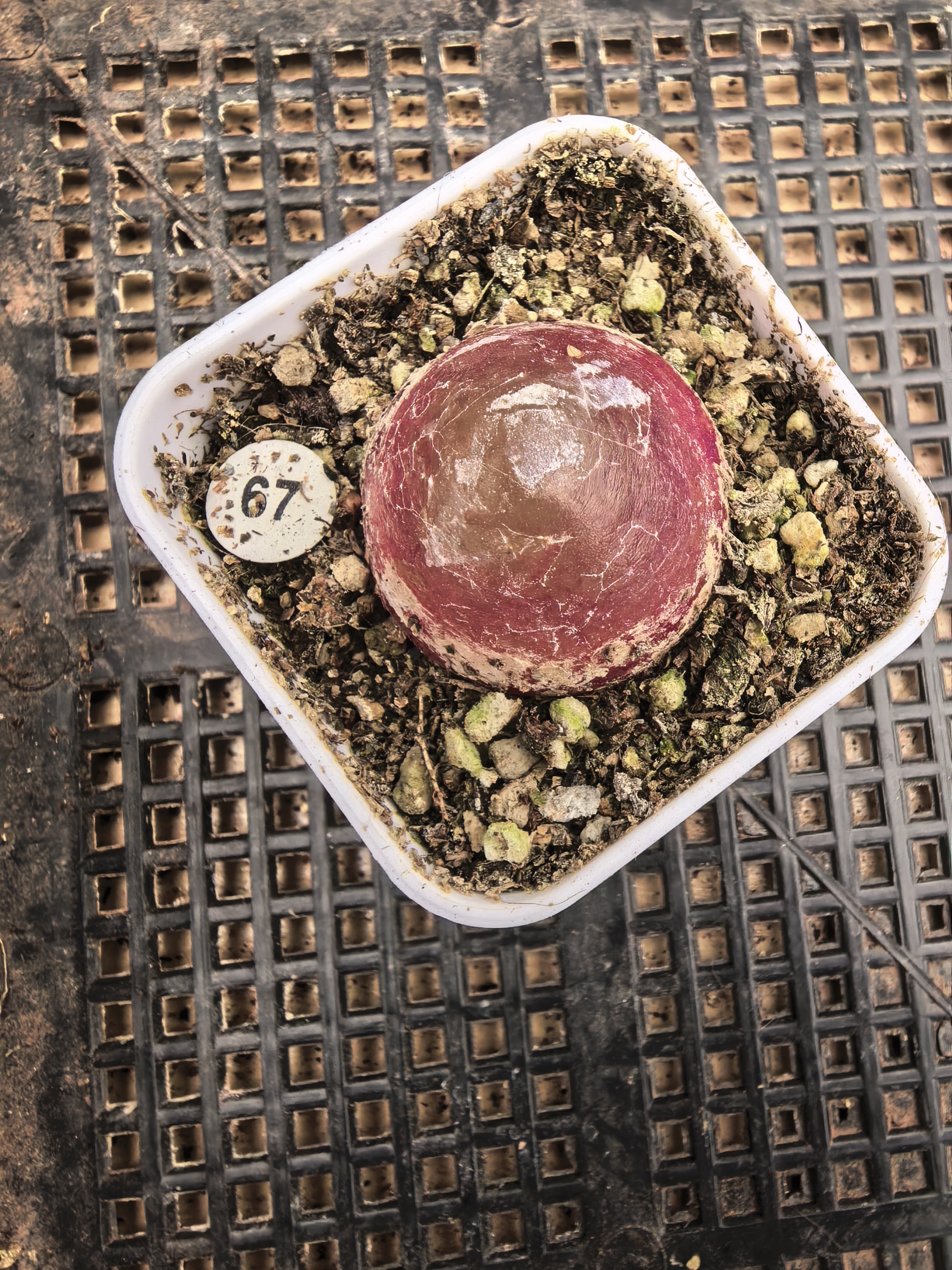 灯泡2.9cm多肉带盆