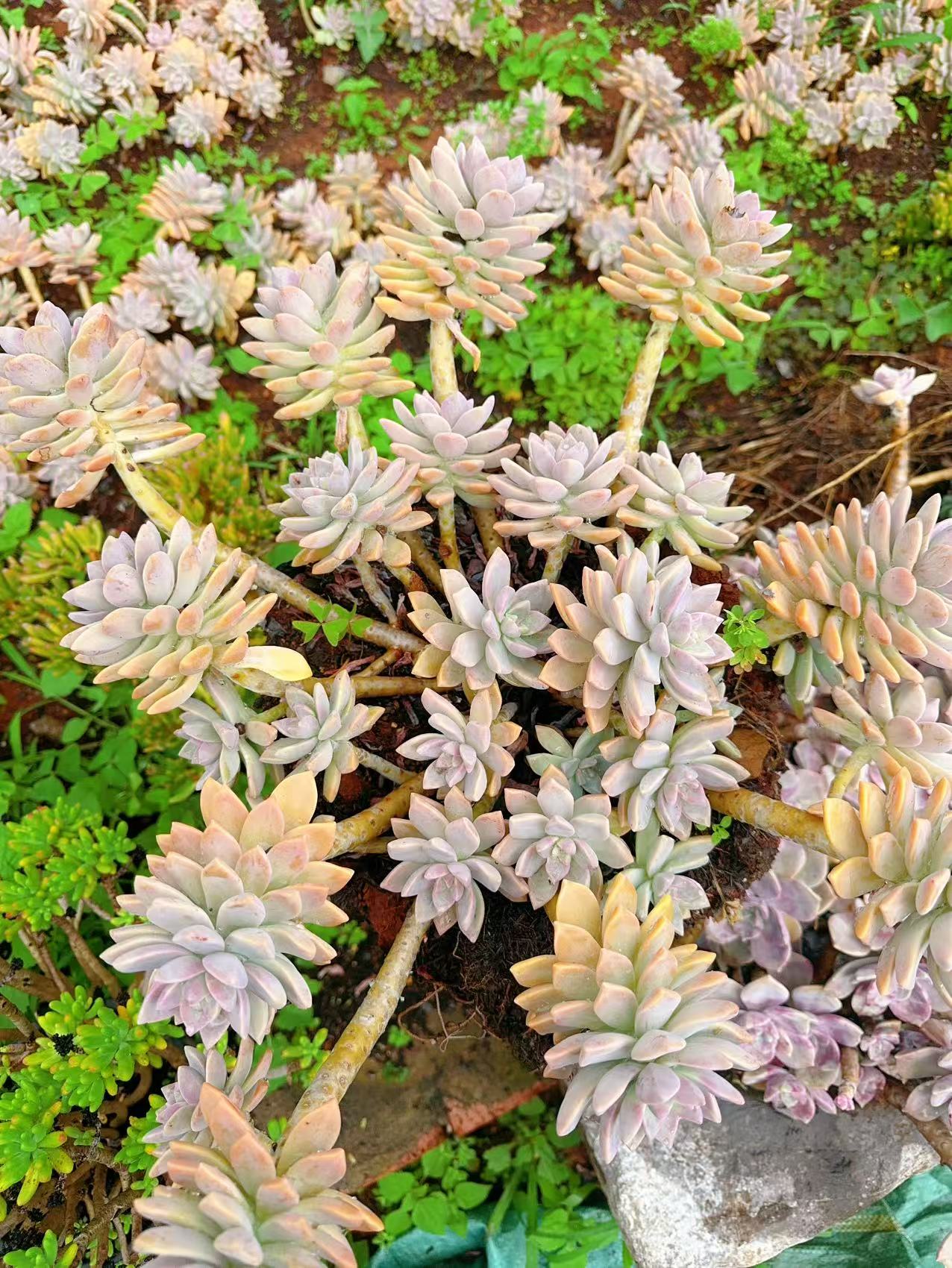 淡雪  精品多肉植物 新手好栽 好养 云南发货