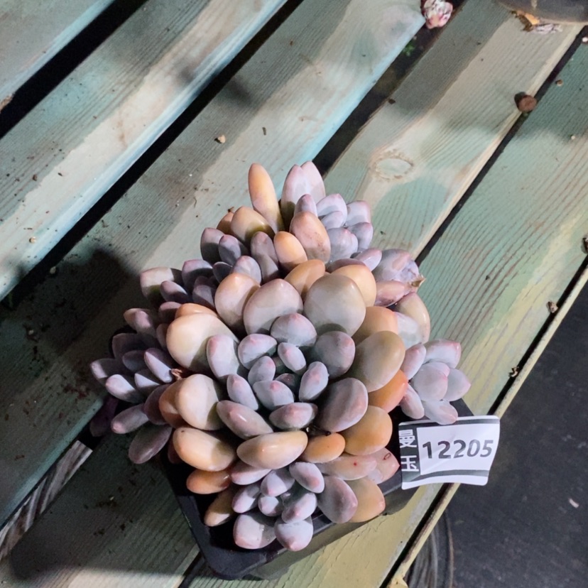 【闪购商品】香水12205