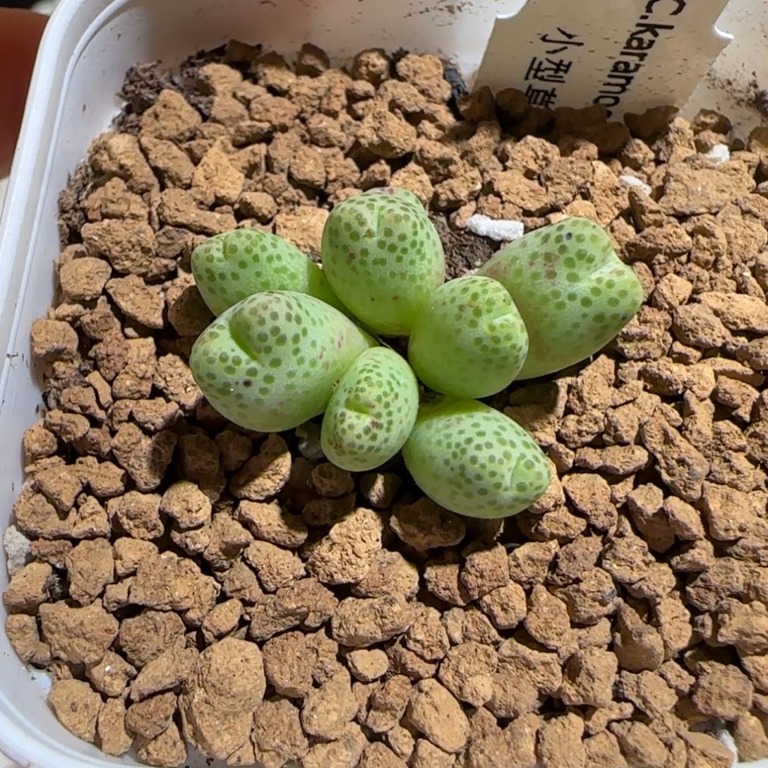 肉锥多肉好看很好看-草莓斑马1565