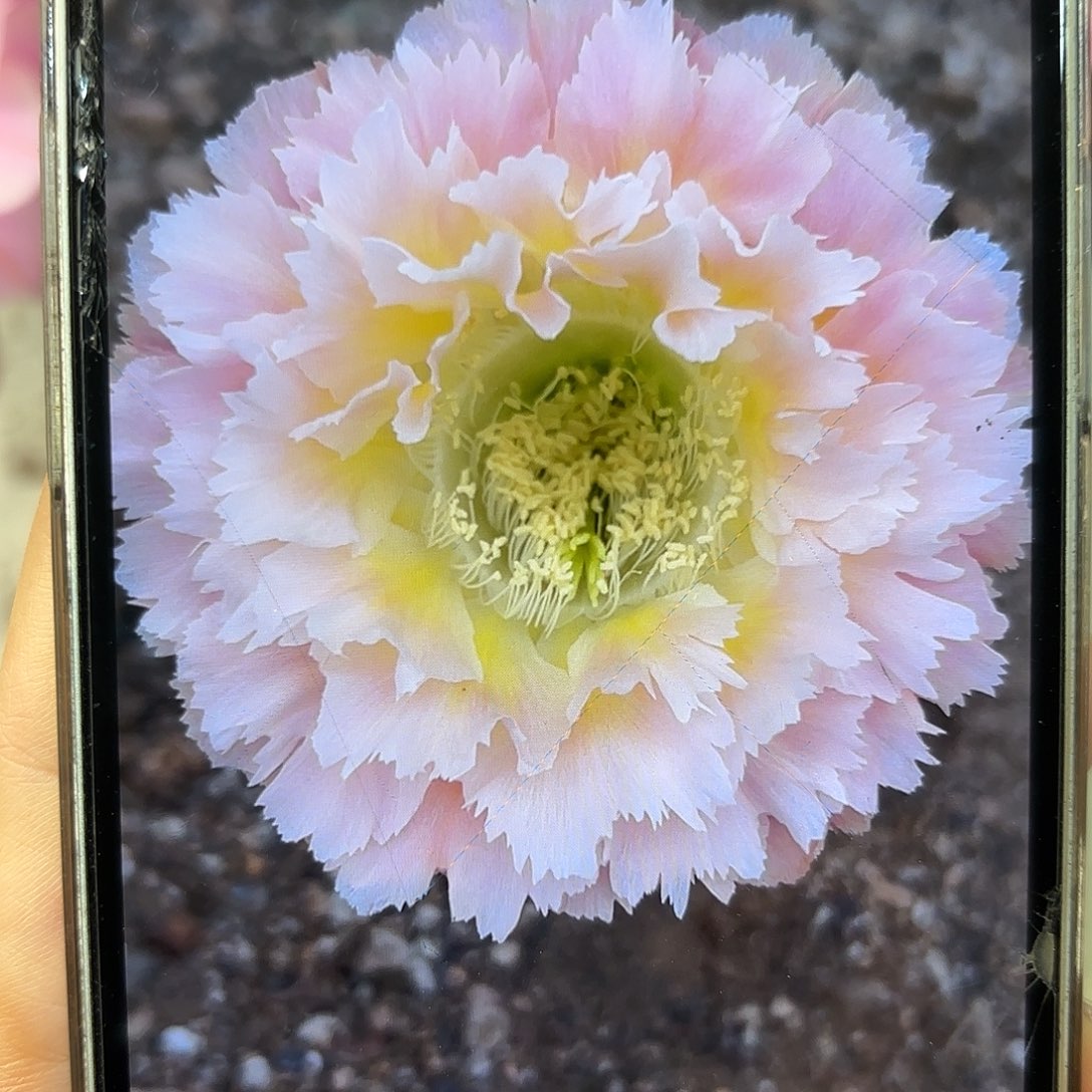 彩草颜如玉9-9.5公分微瑕