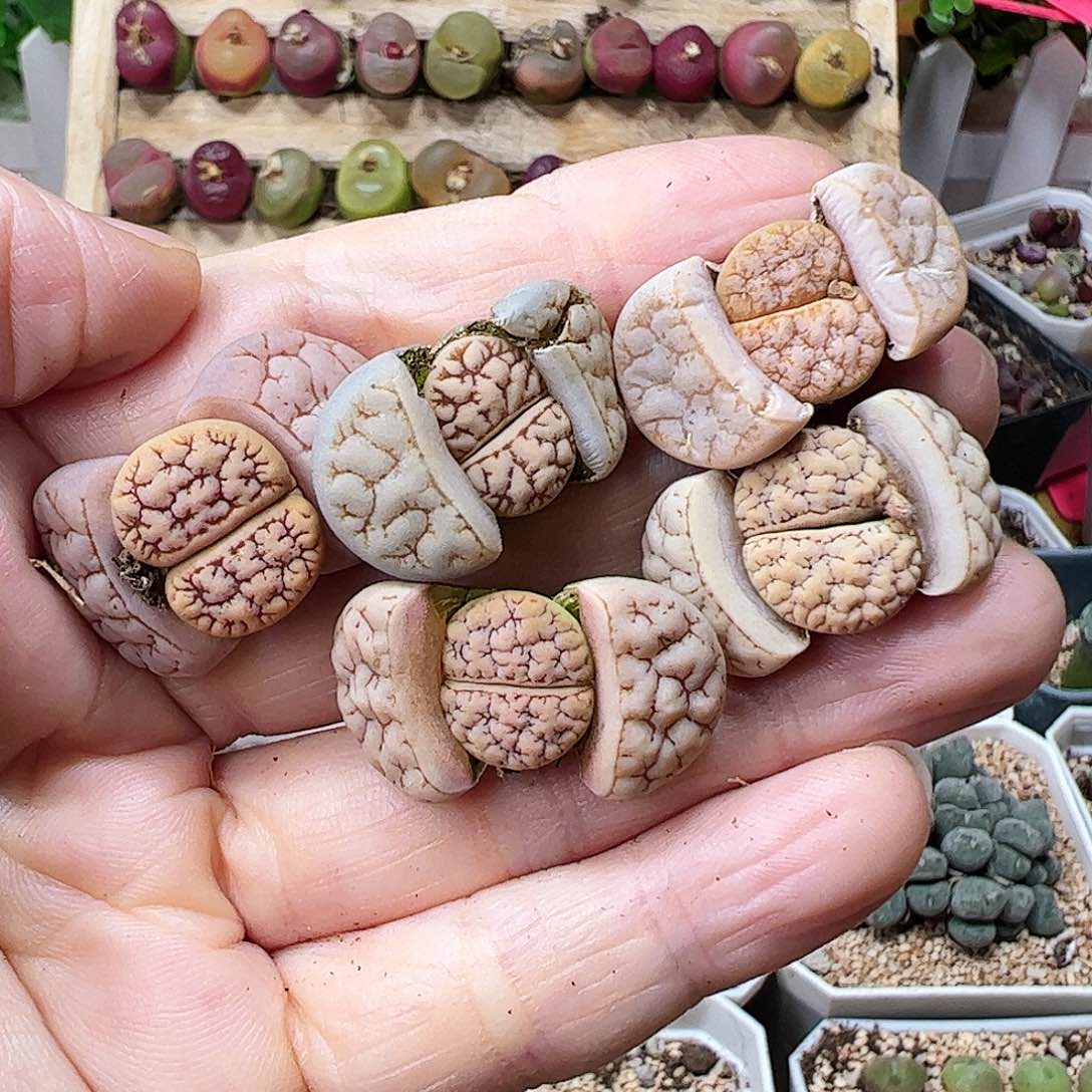 系****！荒玉5颗包邮…………………………