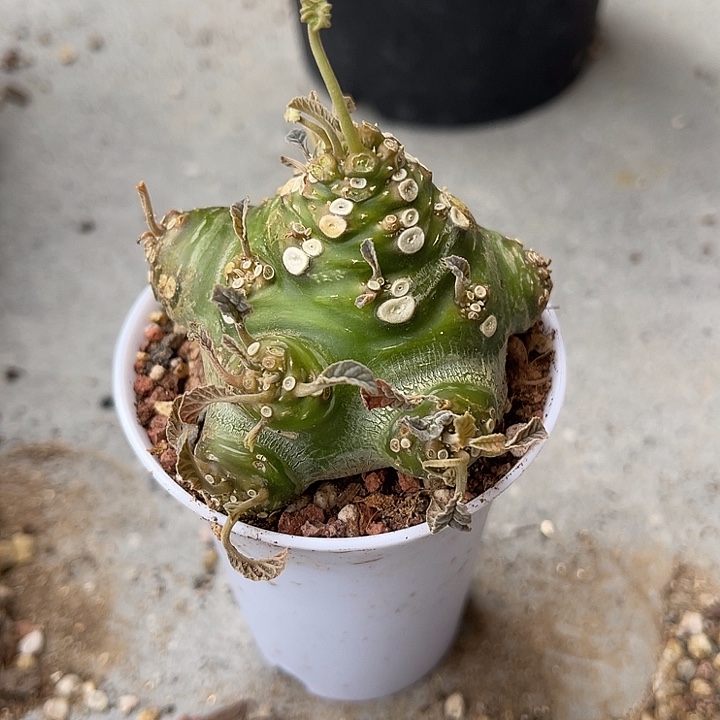 无花朵实生琉桑块根一物一拍