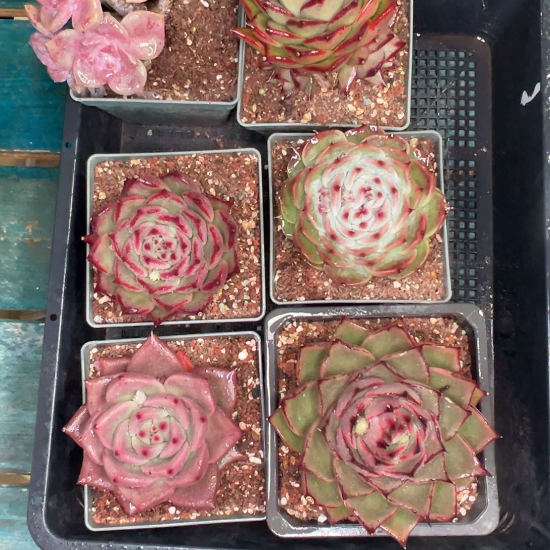 多肉精选编号0119.472