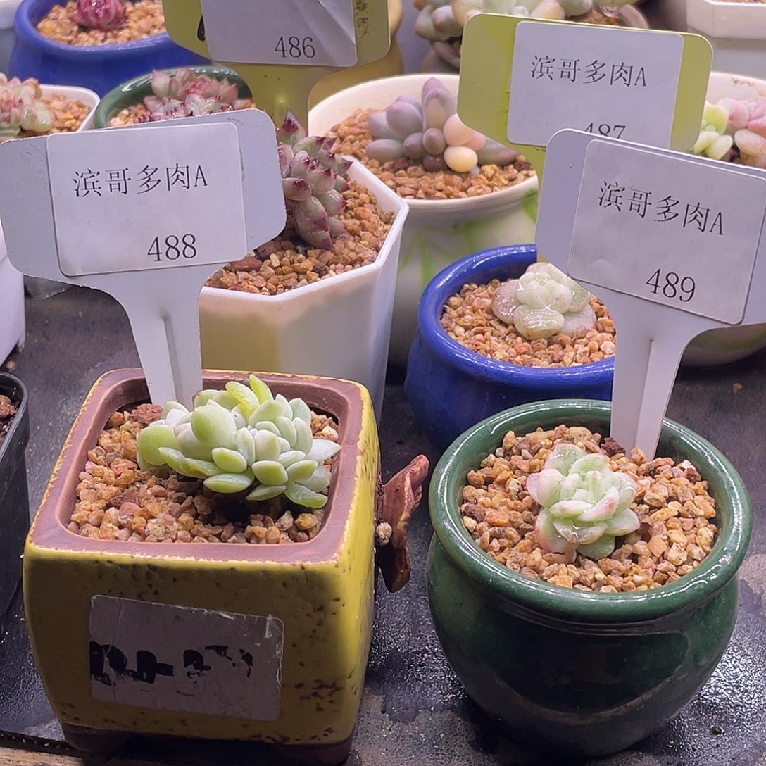 星****滨哥多肉A486，487，488，489多肉锦