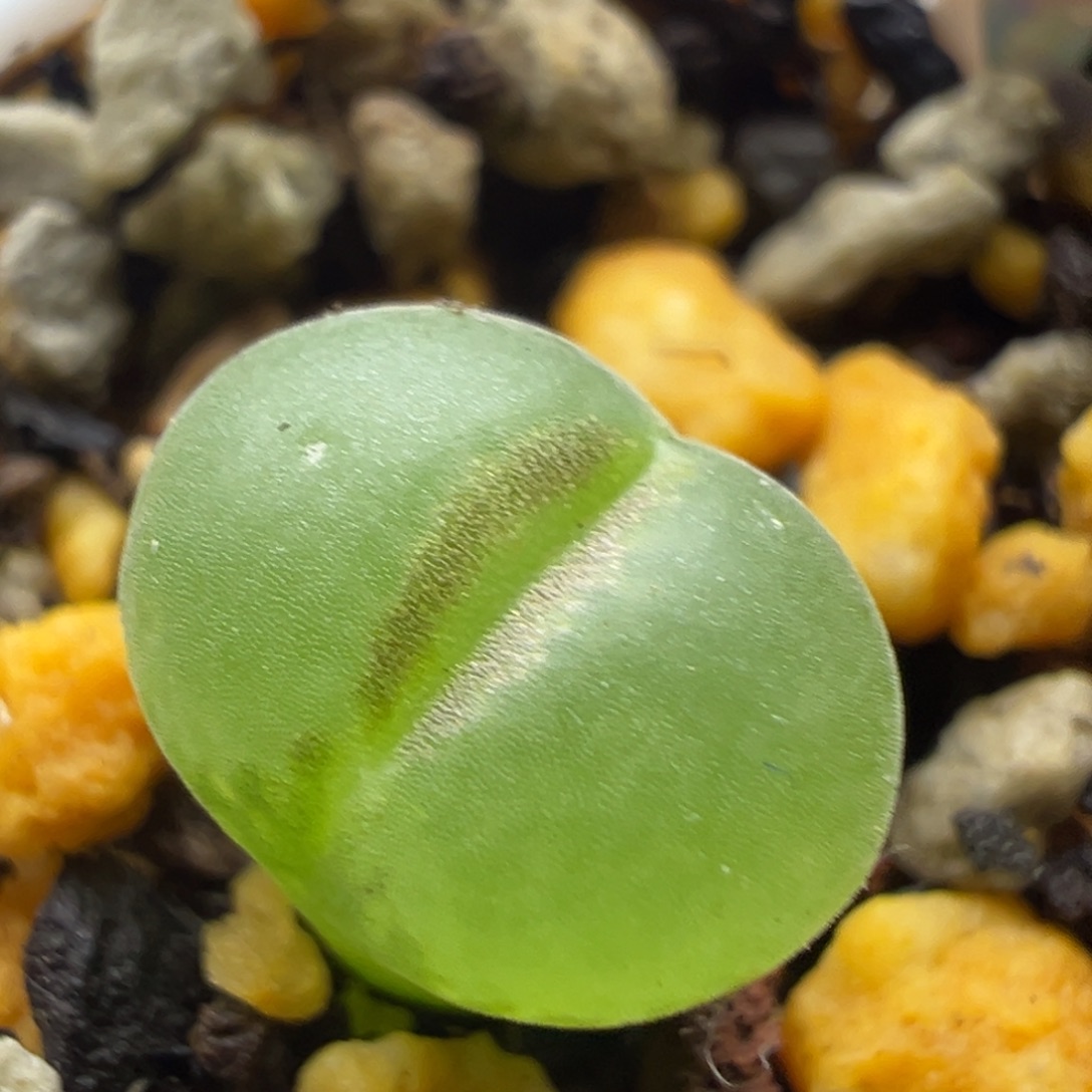 13粉红女郎纽扣母本一物一拍