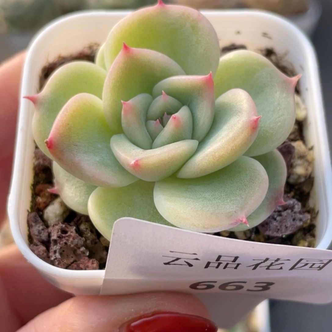 土***酪663号糖心冰心珍妮