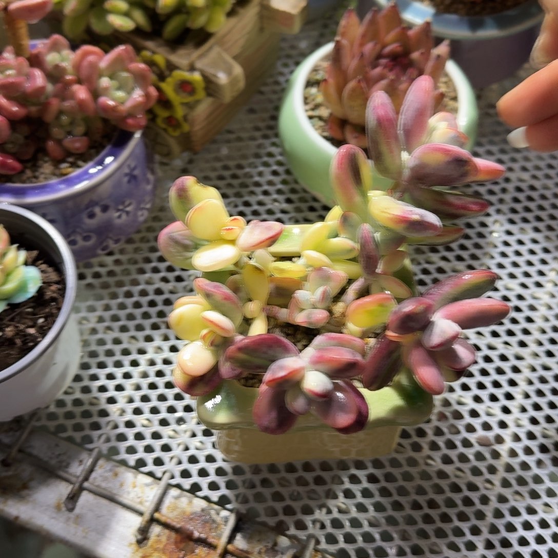 乒乓锦带盆多肉植物